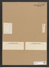 Nitzschia subtilis var. glacialis (Kuetz.?) Grun. (de-Toni-Nr.: Genus 47, Species 2121) Zeichnungen Sammlung Grunow Nr. 4250 (NHMW-BOT-W0372223)